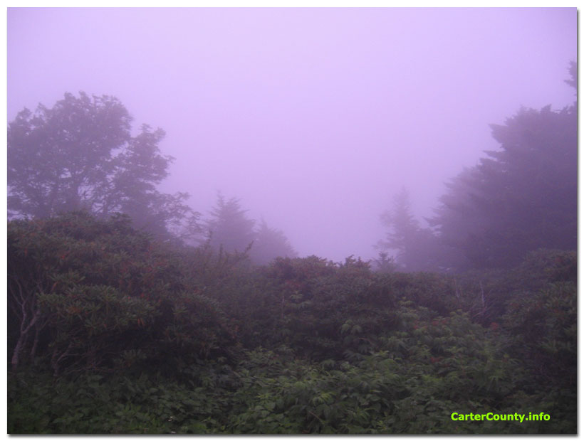 Purple Fog